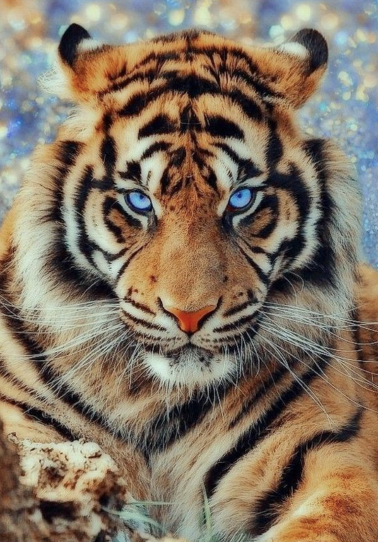 A kék szemű tigris