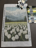 Bílé tulipány
